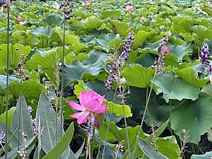 KUNMING - Parc Daguan - 06